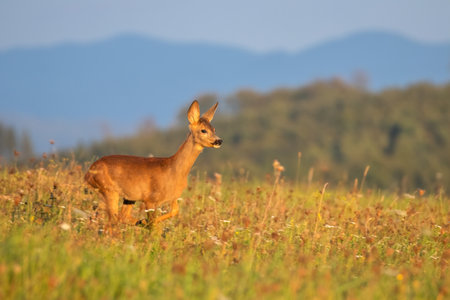 A doe on an autumn meadow.の写真素材