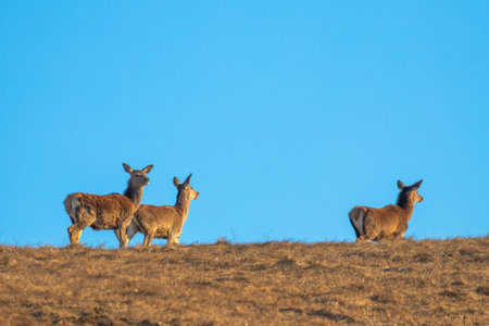 Female deer on a grassy hill, during early spring.の写真素材