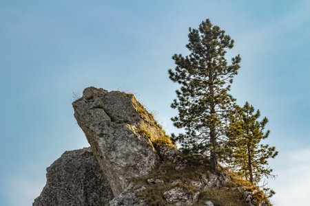 Two pine trees growing on top of a stone cliff.の写真素材