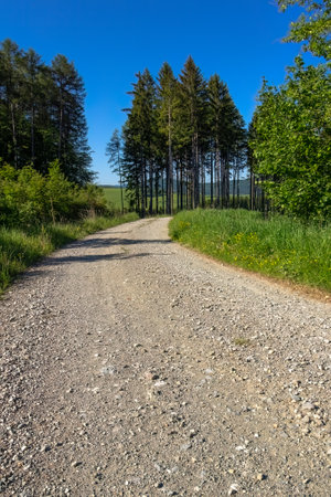 Gravel dirt road in the foreground. In the background there are coniferous trees and a blue sky.の写真素材