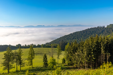 Landscape with forest meadow and morning fog in the valley.