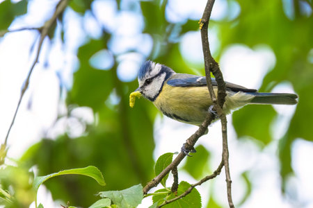 A blue tit (Cyanistes caeruleus) sits on a branch with a green caterpillar in its beak.の写真素材