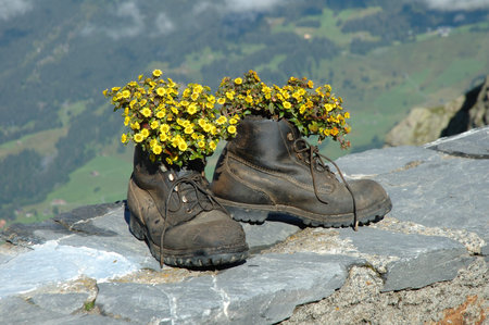 Hiking boots with yellow flowers inside in the mountains