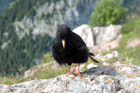 Black Alpine bird with yellow beak standing on rockの写真素材