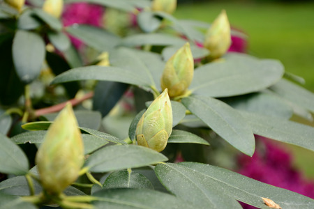 Closed rhododendron buds and leaves close upの写真素材