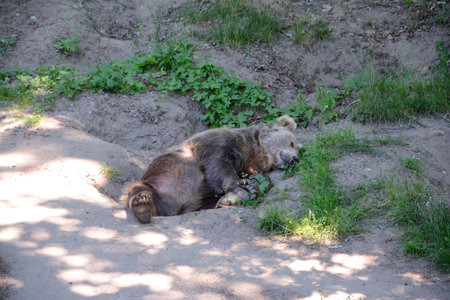 Brown bear sleeping on the ground.の写真素材