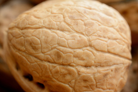 Brown walnut closeup. Shallow depth of field.