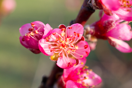 Peach tree flowers and buds. Shallow depth of fieldの写真素材