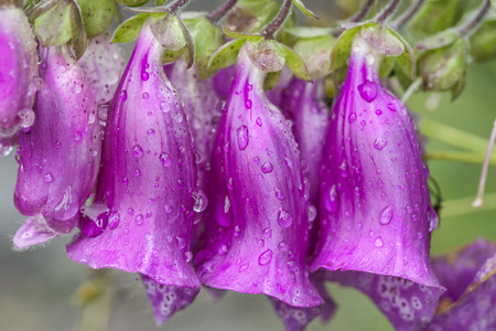 Foxglove (Digitalis purpurea)with dew at Glen Clova in Angus, Scotland.の写真素材
