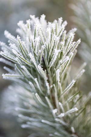 Frost on Pine in the Scottish Highlands.の写真素材