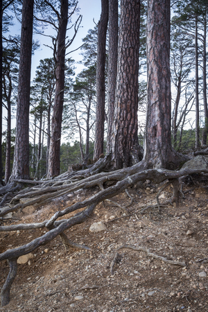 Scots Pine in Evening Light by Loch Mallachie in the Highlands.の写真素材