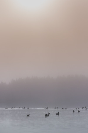Geese in dawn mist on Loch Garten in the Cairngorms National Park of Scotland.の写真素材