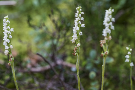 Creeping-Lady's-tresses (Goodyera repens) in Scotland.の写真素材