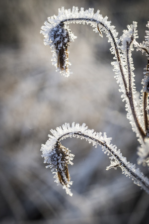 Frosty Thistle in the Highlands of Scotland.の写真素材