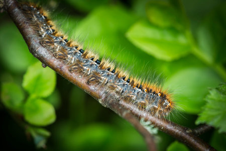 Northern Eggar Caterpillar in the Scottish Highlands.