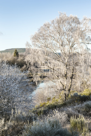 Frosty Tree on the River Spey in the Highlands of Scotland.の写真素材