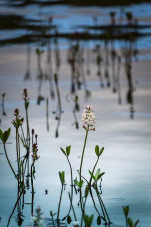 Menyanthes trifoliata or Bog Bean on Loch Garten in Scotland.