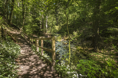 Path by the Moniack burn in Reelig Glen.の写真素材