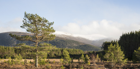 Glen Feshie in the Cairngorms National Park of Scotland.の写真素材