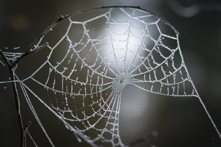 Frosty Dew on Spiders Web in Scottish Forest.の写真素材