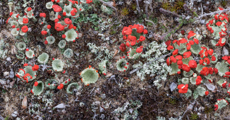 Cladonia Lichen on Dunes on Findhorn coast in Scotland.の写真素材