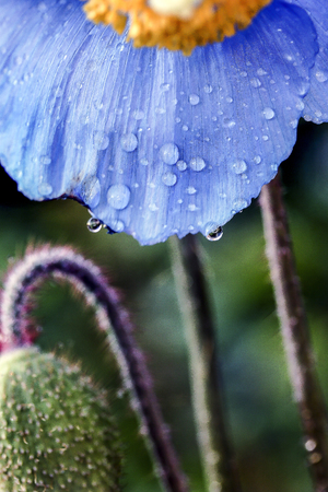 Himalayan Poppy in Scotland.の写真素材