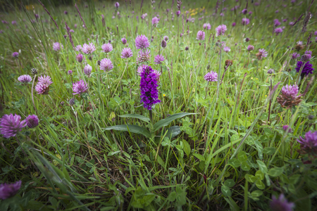 Dachylorhiza incarnata ( Early Marsh Orchid) in Scotland.の写真素材