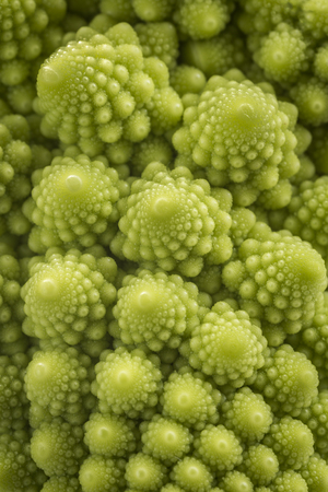 Small Romanesco Florets.の写真素材