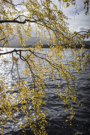 Autumn Birch on Loch Garten in the Cairngorms National Park of Scotland.の写真素材