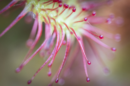 Sundew rotundifolia in Sphagnum bog in the Highlands of Scotland.の写真素材