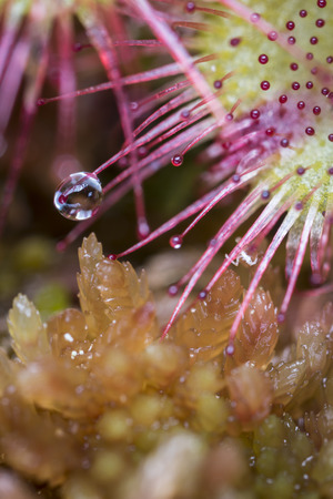 Sundew rotundifolia in Sphagnum bog in the Highlands of Scotland.の写真素材