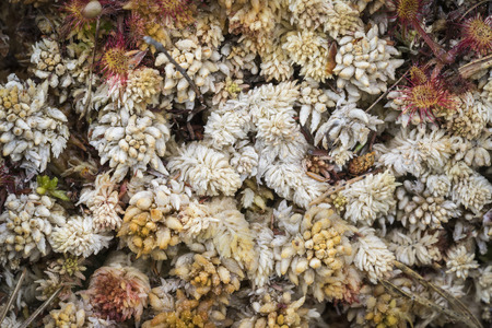 Mixed Sphagnum Moss and Sundew in the Highlands of Scotland.の写真素材