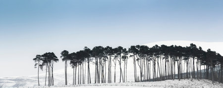 Pines on the Braes of Abernethy in the Cairngorms National Park of Scotland.