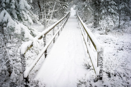 Winter scene at Abernethy Forest In the Cairngorms National Park of Scotland.の写真素材