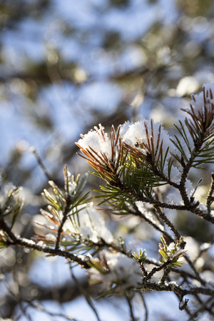 Snow clad Scots Pine at Abernethy forest in the Highlands of Scotland.の写真素材
