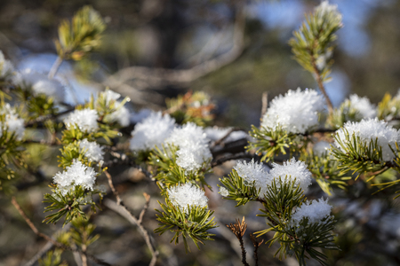 Snow clad Scots Pine at Abernethy forest in the Highlands of Scotland.の写真素材