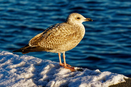 a gull in the snowの写真素材