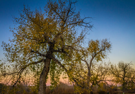 Three partially bare trees against blue, yellow and pink cloudless sky