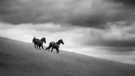 Kaimanawa wild horses at central plateau North Island New Zealandの写真素材