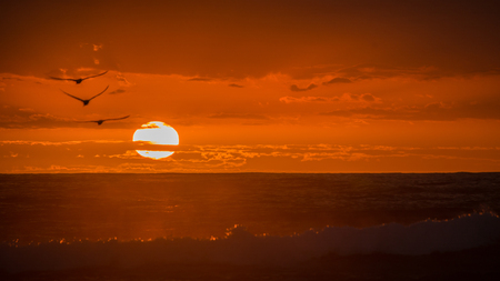 Birds fly into the Sunset at west coast of Aucklandの写真素材