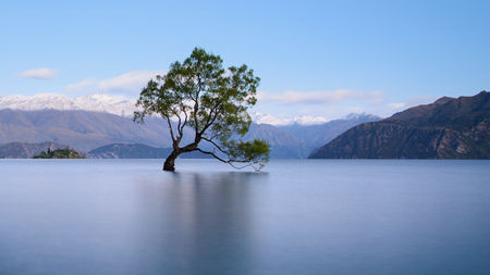 That Wanaka Tree at dawn, Lake Wanaka, South Island, New Zealandの写真素材