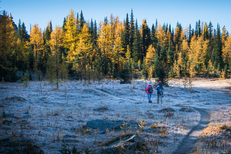 Early morning frost in Lake O'Hara in September, Yoho National Park, Canadian Rockiesの写真素材