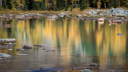Autumn Trees reflected in the clear waters in Lake O'Hara, Canadian Rockiesの写真素材