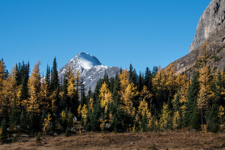 Snow capped mountain peak in Lake O'Hara, Yoho National Park, Canadian Rockiesの写真素材