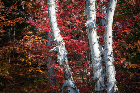 Autumn maple leaves and white tree trunks in Mont Tremblant, Canadaの写真素材