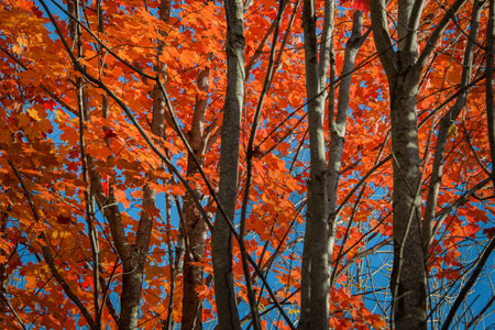 Red and golden marple leaves in autumn, Mont Tremblant, Quebec Canada