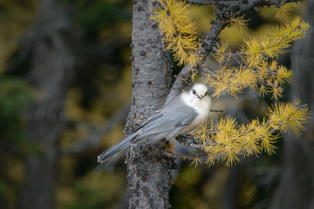 Grey jay Bird in the Valley of the Ten Peaks, Banff National Park,Canadian Rockiesの写真素材