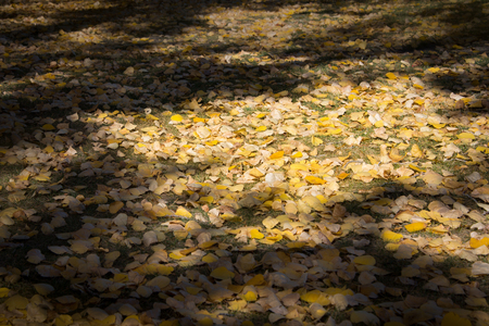 Yellow autumn leaves covering the ground in Monata, USAの写真素材