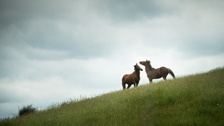 Two wild horses standing hign on the Kaimanawa mountain ranges, central plateau, New Zealandの写真素材