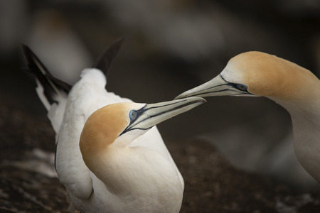 Muriwai gannets grooming each other at Muriwai gannet colonyの写真素材